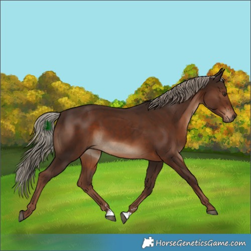 Horse Color:Liver Chestnut