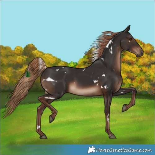 Horse Color:White Spotted Liver Chestnut 