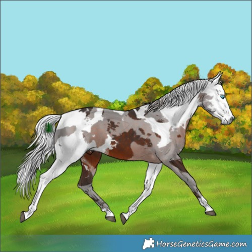 Horse Color:White Spotted Silver Brown Merle Tobiano 