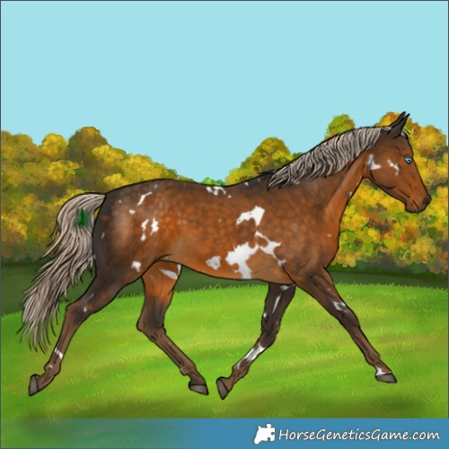 Horse Color:White Spotted Chocolate Palomino 