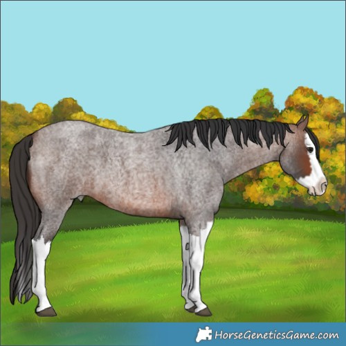 Horse Color:Brown Roan Splash