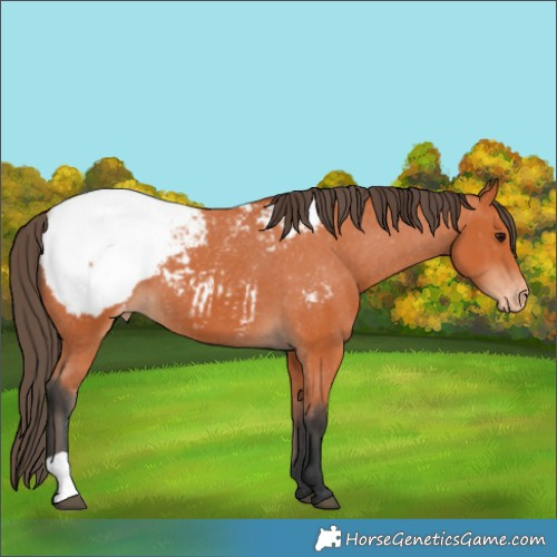 Horse Color:Bay Appaloosa 