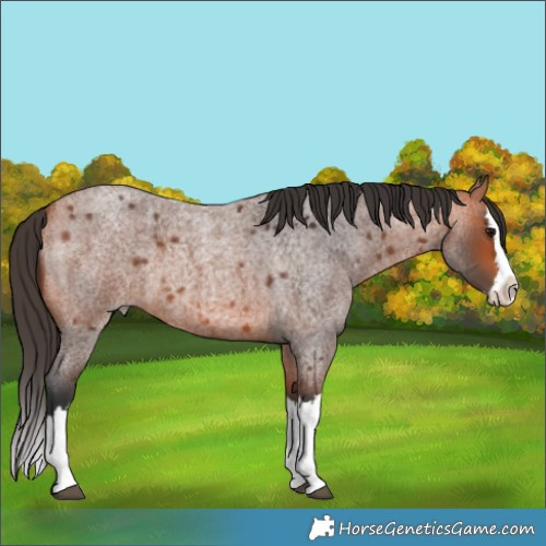 Horse Color:Bay Roan Splash 