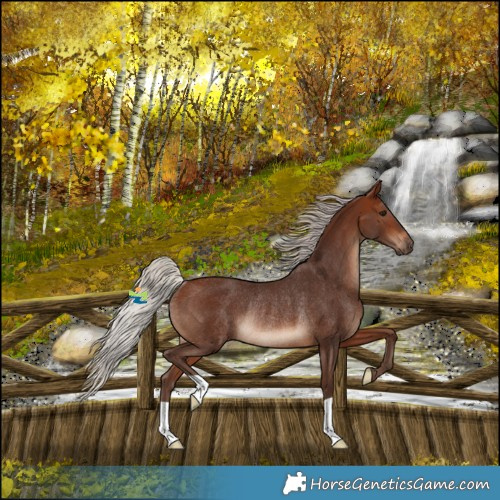 Horse Color:Silver Brown Rabicano 