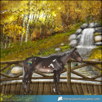 Horse Color:White Spotted Silver Brown