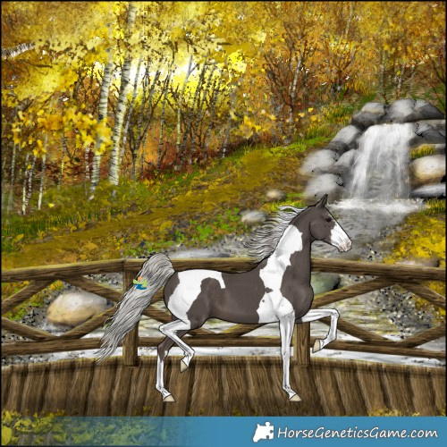 Horse Color:White Spotted Silver Black Tobiano 