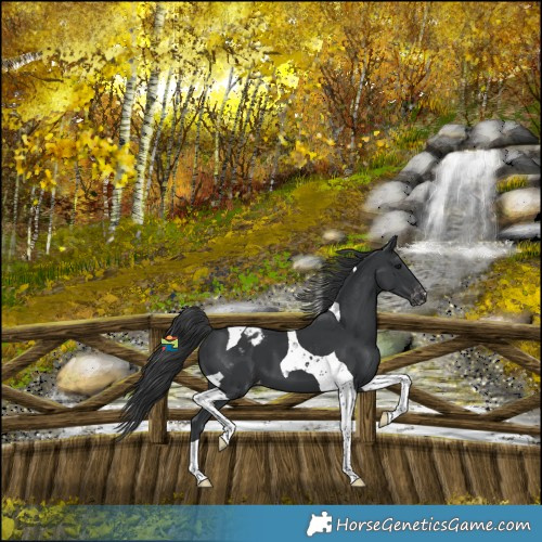 Horse Color:Black Tobiano Varnish