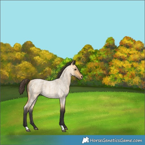 Horse Color:Buckskin Roan Dun 