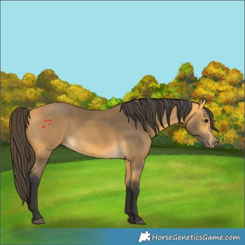 Horse Color:Buckskin 