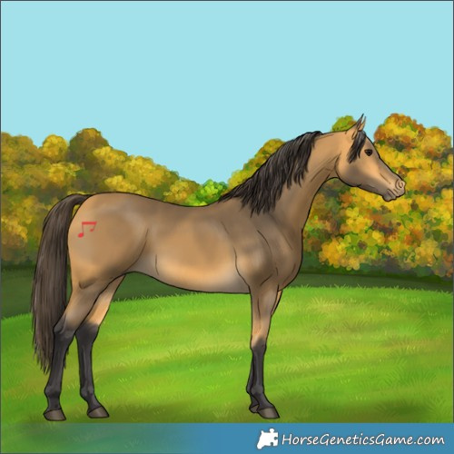 Horse Color:Buckskin 