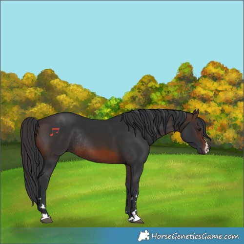 Horse Color:Brown Rabicano 