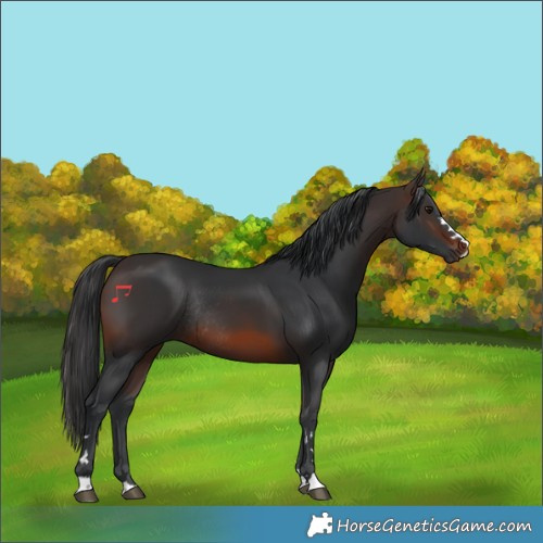 Horse Color:Brown Rabicano 