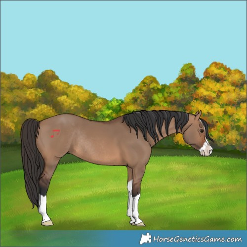 Horse Color:Brown Dun Splash Rabicano 