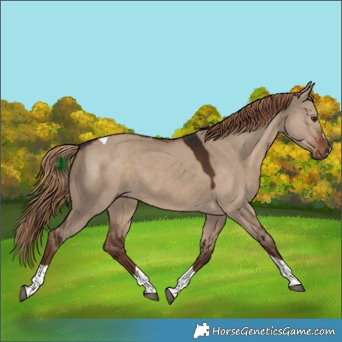 Horse Color:Liver Red Dun Tobiano