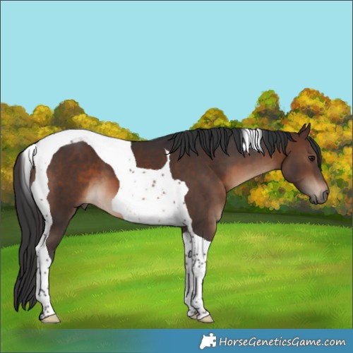 Horse Color:Brown Tobiano 