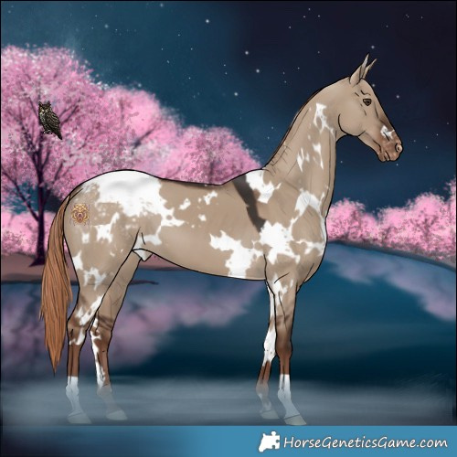 Horse Color:White Spotted Liver Red Dun Appaloosa 