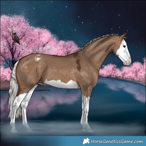 Horse Color:Silver Brown Dun Splash Appaloosa