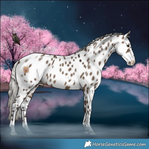 Horse Color:Silver Brown Dun Near Leopard