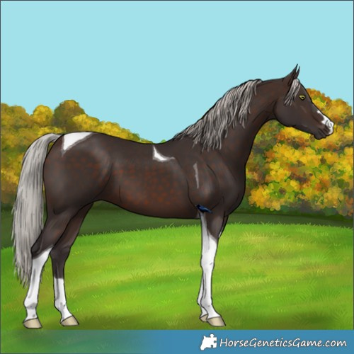 Horse Color:Silver Brown Tobiano 
