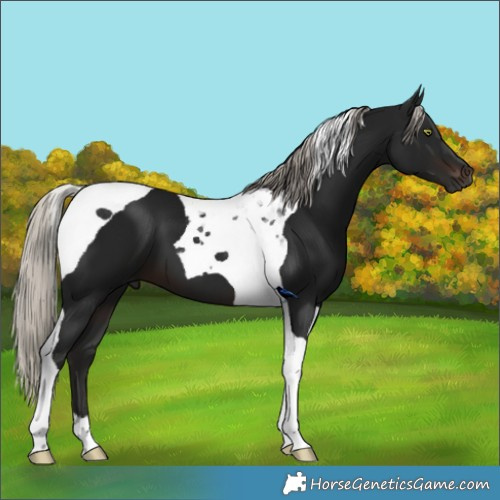 Horse Color:Gray Silver Brown Tobiano 