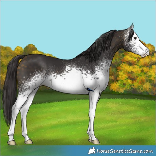 Horse Color:White Spotted Buckskin 