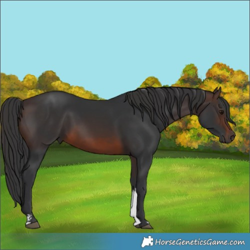 Horse Color:Brown Sabino 
