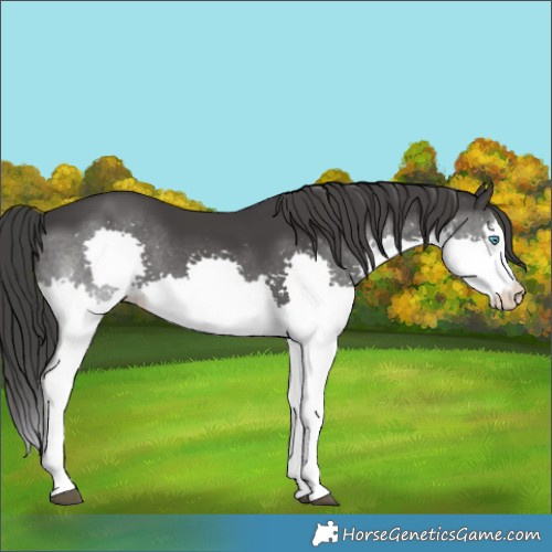 Horse Color:Black Splash 
