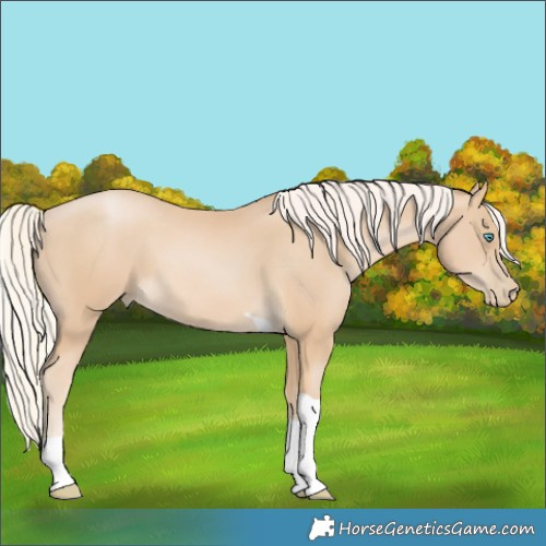 Horse Color:Palomino Pearl Tobiano
