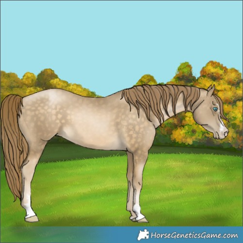 Horse Color:Buckskin Pearl Sabino 