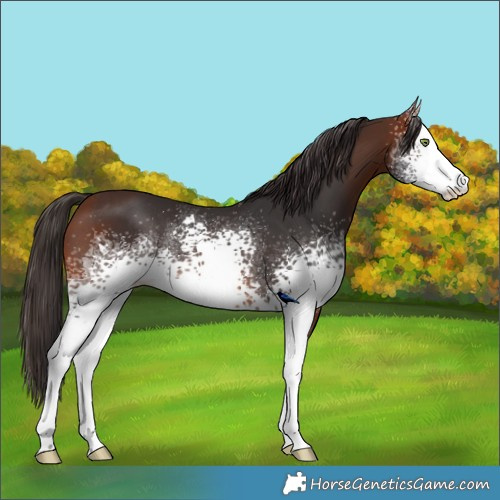 Horse Color:White Spotted Bay Rabicano 