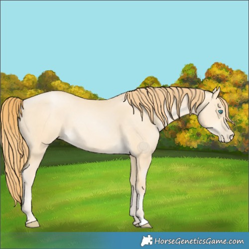Horse Color:Buckskin Pearl Dun Rabicano 