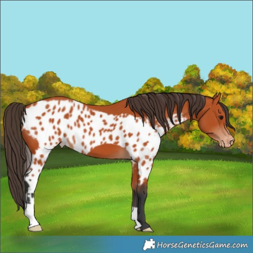 Horse Color:Bay Skewed LP Spotted