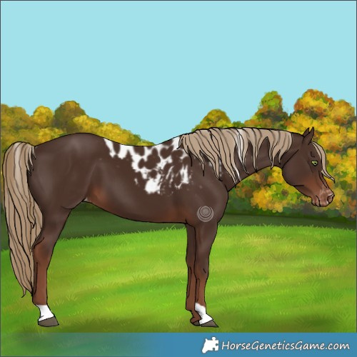 Horse Color:Liver Chestnut Skewed LP Spotted