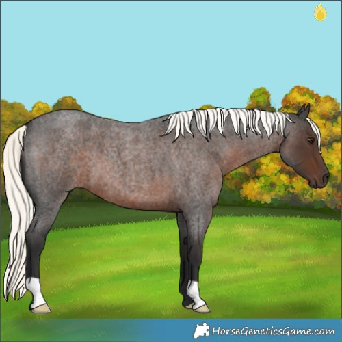 Horse Color:Liver Red Roan Mushroom
