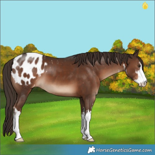 Horse Color:White Spotted Liver Chestnut Appaloosa 