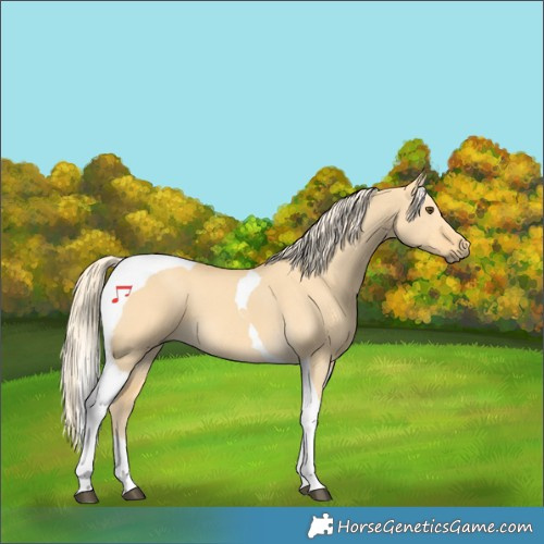 Horse Color:Palomino Dun Tobiano 