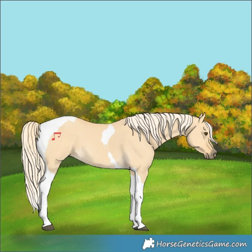 Horse Color:Palomino Dun Tobiano 