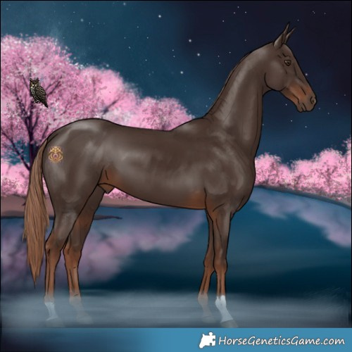 Horse Color:Liver Chestnut 