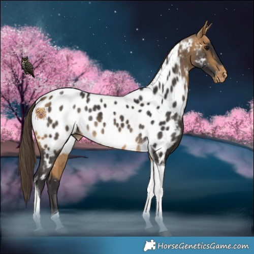 Horse Color:Buckskin Tobiano Blanket