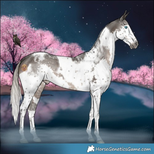 Horse Color:Gray Silver Black Splash Tobiano Appaloosa 