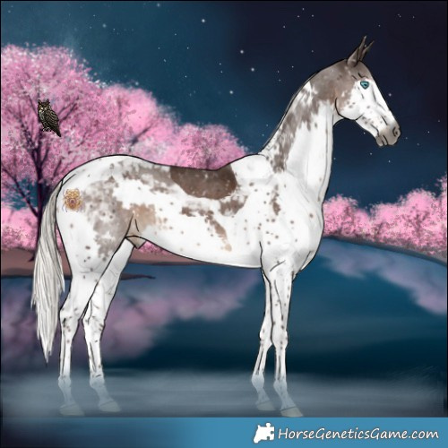 Horse Color:Gray Silver Black Splash Tobiano Appaloosa 