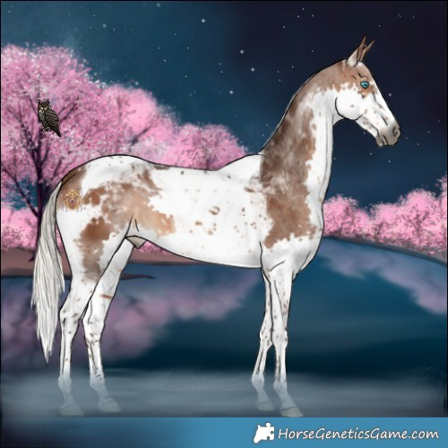 Horse Color:Gray Silver Bay Splash Tobiano Appaloosa 