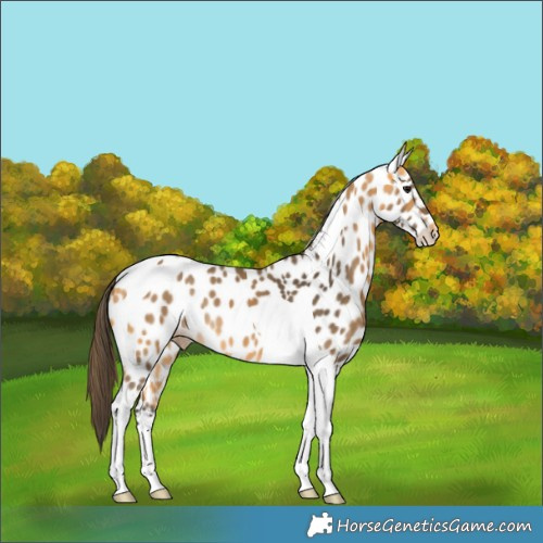 Horse Color:Buckskin Tobiano Appaloosa 