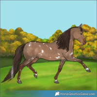 Horse Color:White Spotted Liver Red Dun 