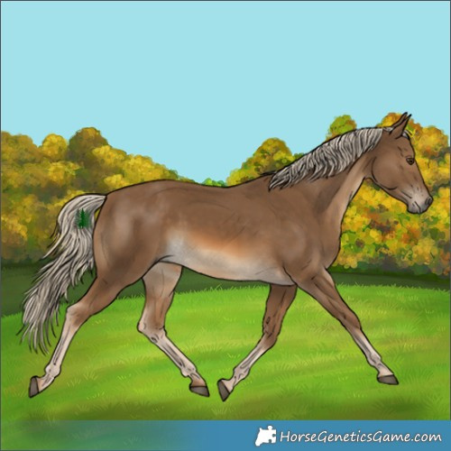 Horse Color:Chocolate Palomino 
