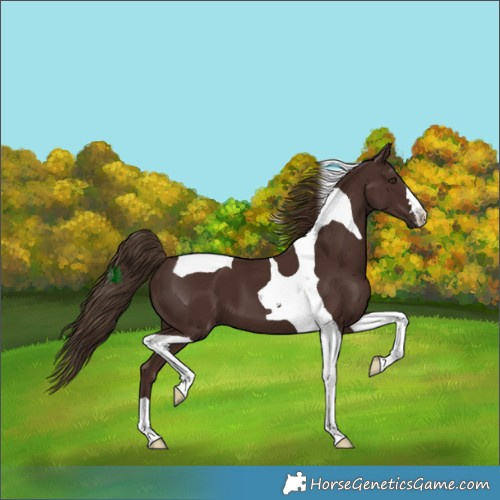 Horse Color:Liver Chestnut Tobiano 