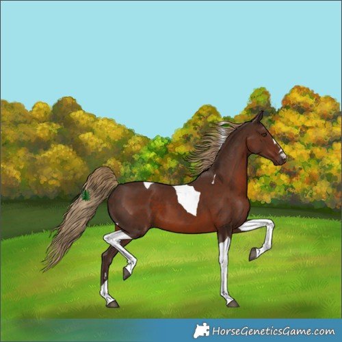 Horse Color:Liver Chestnut Tobiano 