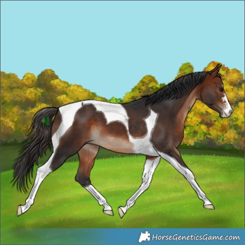 Horse Color:Bay Tobiano
