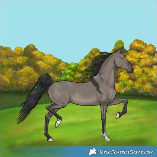 Horse Color:Grullo