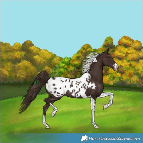 Horse Color:Liver Chestnut Tobiano Appaloosa Rabicano